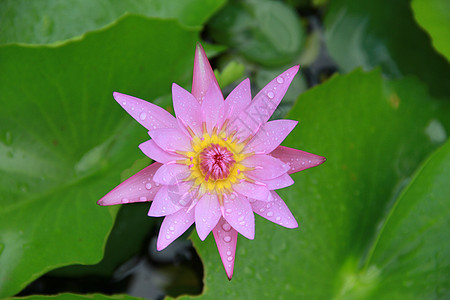 水池中的粉莲花花顶风景在花瓣上有一些滴水 象征着纯洁和佛教图片