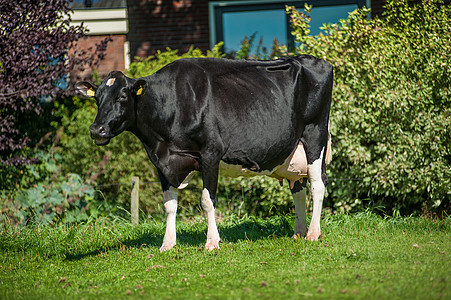 奶牛牛奶黑色母牛乡村动物树木白色背景图片