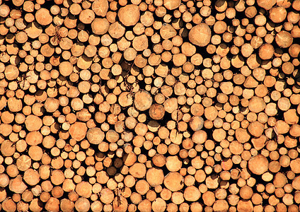 松木木材原木堆图片