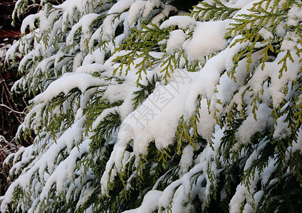 冬季的青春雪覆盖了永绿地的树枝图片