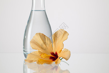 花瓶里有干净的水和木花瓶子脆弱性芙蓉香味水晶餐具清晰度干杯玻璃快乐图片