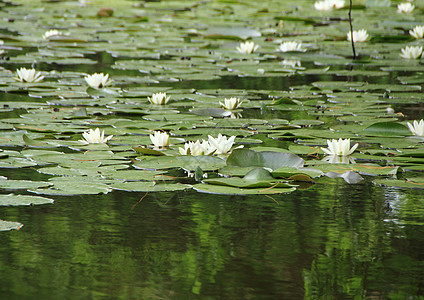 带森林反射的湖中的白水利图片