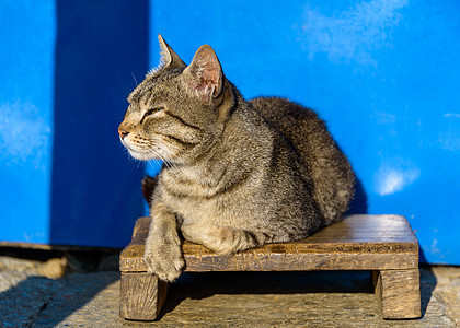 猫在太阳中烘烤休息短发条纹猫科猎人食肉动物猫咪动物群阳光图片