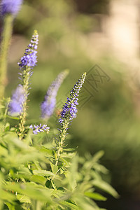 拉万丁花农村植物草本植物环境香气香味场地治疗植物群熏衣草图片