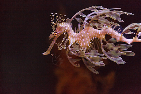 叶海松活动生活潜水叶子盐水马匹海洋水族馆热带勘探图片