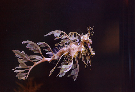 叶海松植物吸引力热带海马游泳活动叶子动物群勘探马匹图片