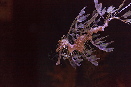 叶海松叶子勘探马匹植物潜水水族馆盐水生物海洋动物图片