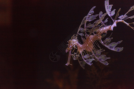 叶海松盐水生物运动水族馆生活海马马匹叶子动物群鼻子图片