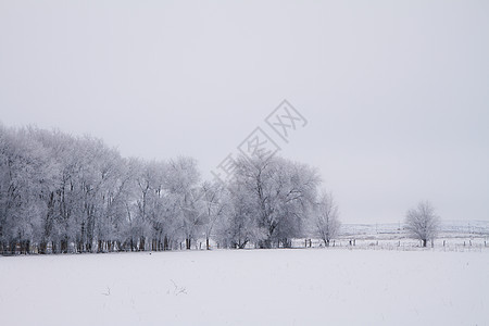 下雪树上的树木薄雾场景天气美丽农村旅行环境季节风景公园图片