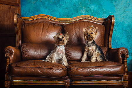 敌二氧化铀蓝色房间沙发棕色猎犬图片