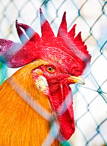 公鸡流感梳子母鸡眼睛账单农场农业男性警报羽毛图片
