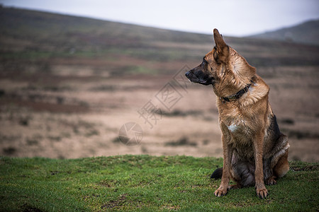 寻找德国牧羊犬安全狗季节朋友牧羊人警卫宠物犬类公园训练图片