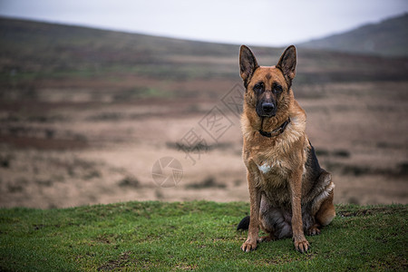 德国牧羊犬的教法朋友宠物警卫季节牧羊犬训练牧羊人安全犬类公园图片