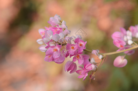 粉红色花瓣贴近树枝的花纹和叶子宏观花朵植物快乐环境背景生长季节植物学圆圈图片