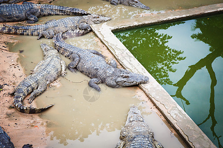 柬埔寨大型鳄鱼沼泽兽嘴地球野外动物宠物旅游主题旅行生物热带图片