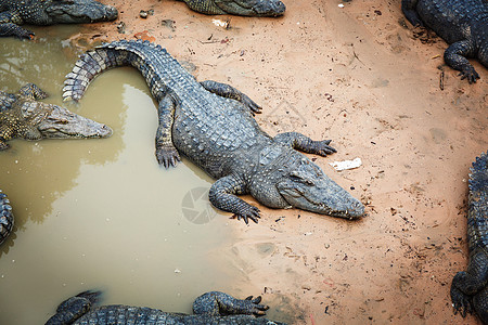 柬埔寨大型鳄鱼旅行野外动物主题热带兽嘴文化动物园牙齿食肉旅游图片
