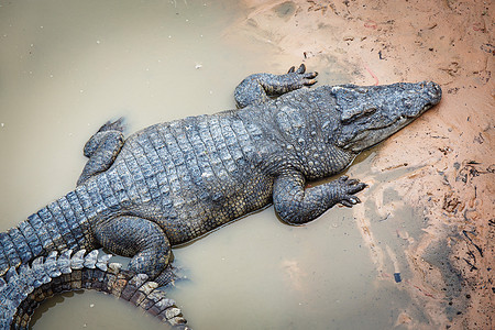 柬埔寨大型鳄鱼野外动物气候目的地文化地球培养食肉主题动物宠物图片