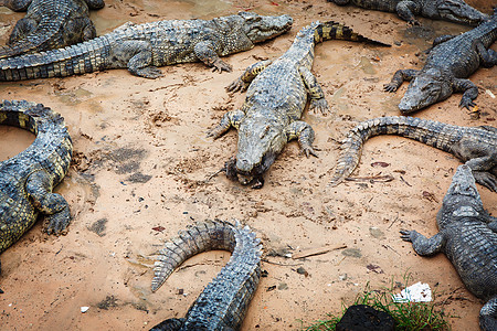 柬埔寨大型鳄鱼动物园主题爬虫沼泽旅游地球热带文化旅行侵略图片