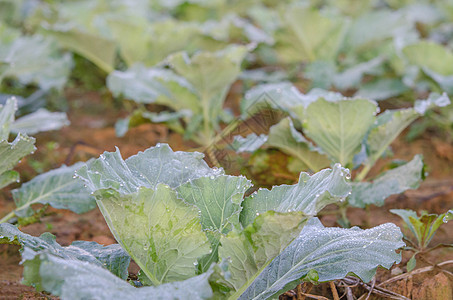 新鲜收成的卷心菜沙拉农场场地生长花园栽培农业蔬菜绿色食物图片