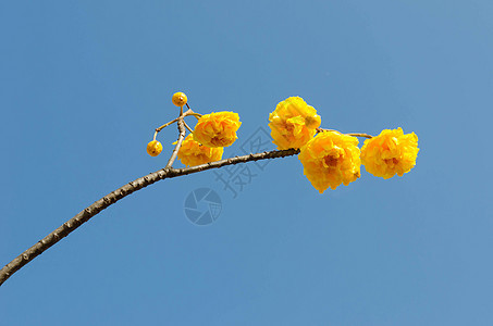 君子兰花粉花瓣花朵蓝色香味紫草花束脆弱性黄色热带图片