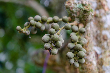 绿色的狼人食物美食果汁营养花园果园热带植物桂圆蓝草图片