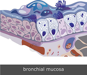 计划支气管方案药品高脚杯胸部粘液气管肺泡细胞感染图片