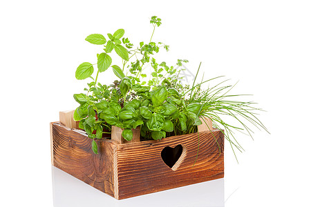 木箱里的草药香料季节性迷迭香花园烹饪园艺百里香盒子草本植物绿色图片