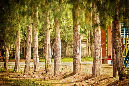 松树数控针叶旅行森林树木公园叶子蓝色天气风景图片