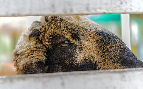 农场里紧贴羊群场地绿色乡村哺乳动物动物家畜山羊羊毛毛皮羊肉图片