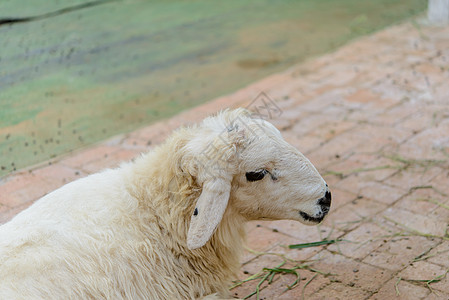 农场里紧贴羊群绿色白色哺乳动物乡村羊肉羊毛家畜毛皮动物山羊图片