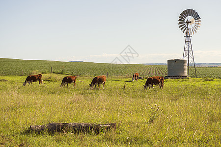 排外牛群农田动物牧场牛肉绿色晴天乡村哺乳动物农业农村图片