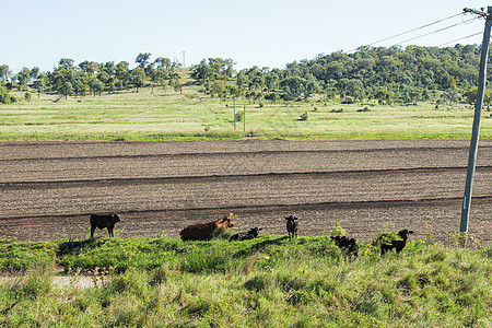 排外牛群白色农场牧场乡村哺乳动物场地牛肉农业晴天动物图片