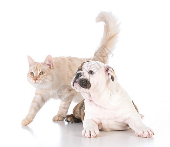 狗和猫晶须乐趣毛皮白色猫咪宠物小猫斗牛犬尾巴犬类图片