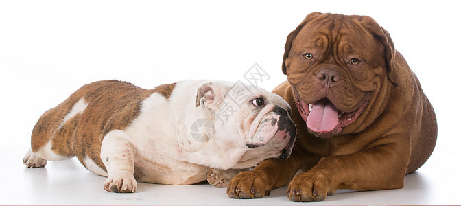 善行者英语肌肉行为白色宠物警报小狗动物头发犬类图片