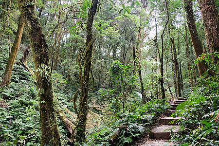 热带热带森林景观园景棕色环境保护叶子假期风景远足气候小径图片