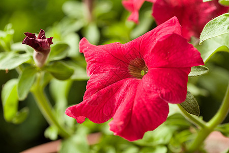 红色花朵季节花园生长静脉园艺生活叶子植物植物学绿色图片