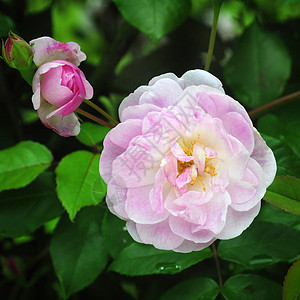 罗莎莫蒂默萨克勒香味树木花朵生长季节植物花瓣植物学园艺图片