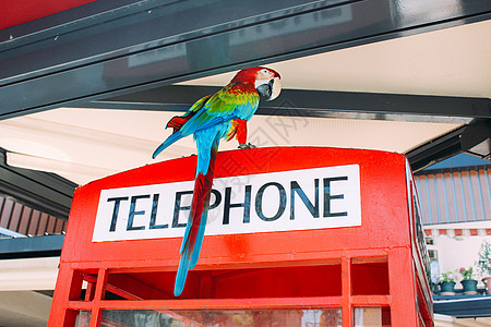 咖啡馆电话亭上的鹦鹉图片