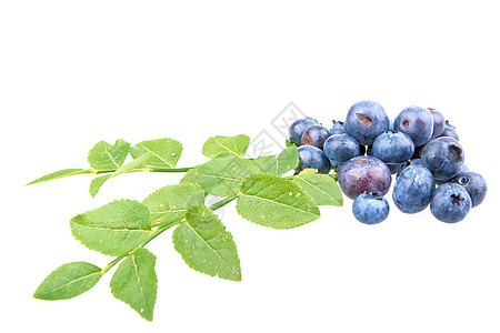 红莓和白底叶子的白色背景浆果水果食物甜点宏观蓝色图片