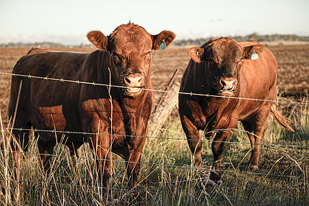 排外牛群农场牛肉场地乡村晴天牧场白色草地动物农业图片