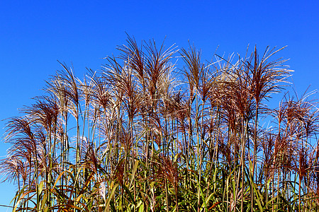 有红花的Reed带红花图片