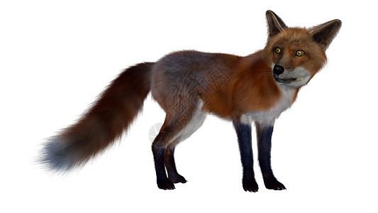 红狐狸站立 - 3D图片