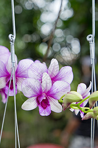 维奥莱特兰花草本红色花瓣白色生长温泉叶子绿色草本植物宏观图片