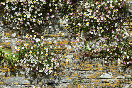 旧石墙石头乡村苔藓白色手工背景图片