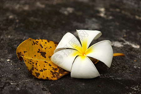 白弗朗吉帕尼和叶子将枯萎植物黄色棕色公园地面花园白色鸡蛋花宏观花瓣图片