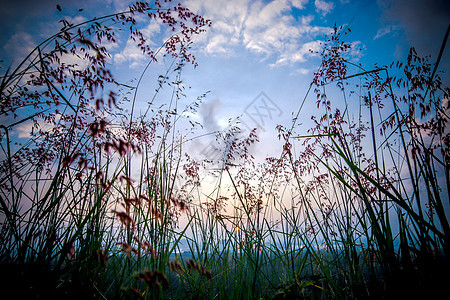 夕阳的野草荒野海浪杂草反思沼泽天气橙子日落环境草地图片