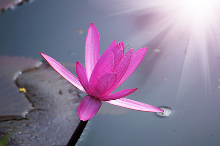 美丽的粉色水晶花或莲花花医学场景植物园荷花花园水面蓝色饱和色池塘草药图片