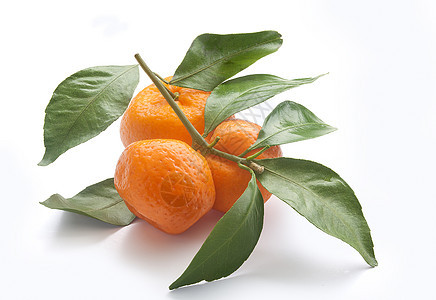 丹格林的分支甜点水果饮食食物植物树叶绿色橙子图片