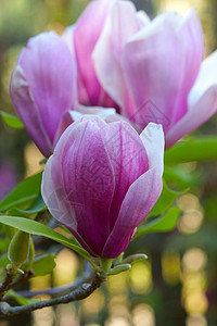 粉红色木兰花花框架季节花朵花枝玉兰公园快乐花园植物天空图片