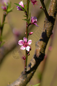 春天的桃花盛开植物花瓣李子生长园艺果园植物学水果叶子雌蕊图片